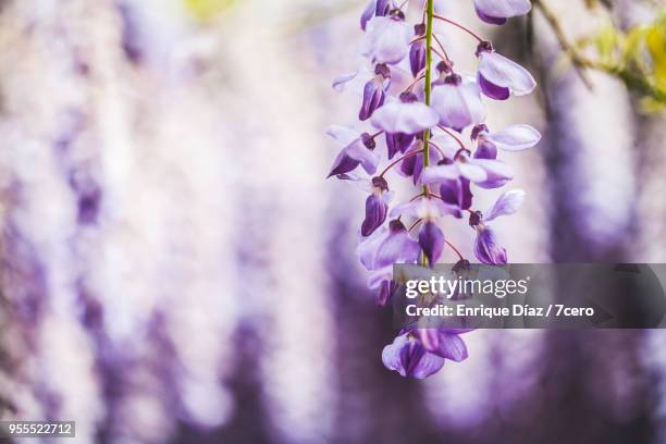 wisteria in early spring blossom close up 3 - ponte de lima stock pictures, royalty-free photos & images