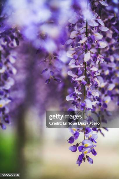 wisteria in early spring blossom close up portrait - ponte de lima stock pictures, royalty-free photos & images