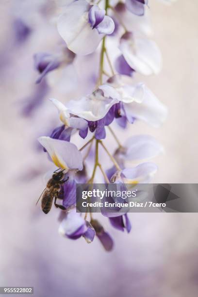 wisteria in early spring blossom bee extreme close up 2 - ponte de lima stock pictures, royalty-free photos & images