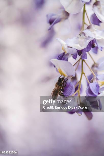 wisteria in early spring blossom bee extreme close up 1 - ponte de lima stock pictures, royalty-free photos & images