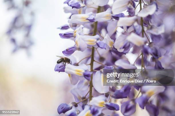 wisteria in early spring blossom bee extreme close up - ponte de lima stock pictures, royalty-free photos & images
