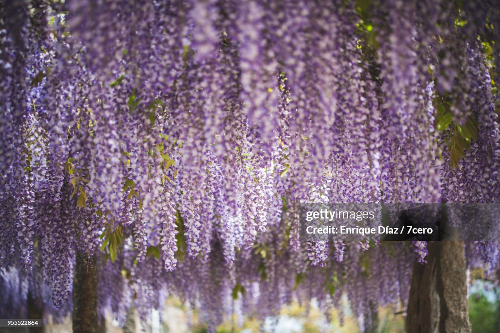 Wisteria in Early Spring Perspective Shot of Vines
