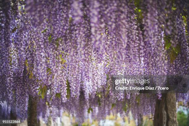 wisteria in early spring perspective shot of vines - ponte de lima stock pictures, royalty-free photos & images