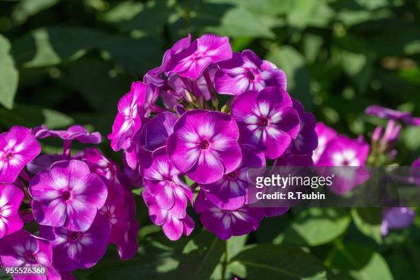 phlox paniculata (garden phlox) in bloom on the sunny day - raceme stock pictures, royalty-free photos & images
