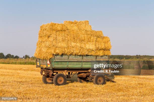 fresh straw hay bales on a trailer in a field - waggon stock pictures, royalty-free photos & images