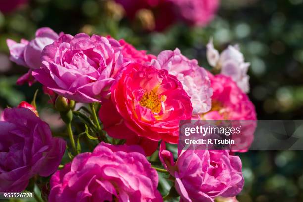 pink rosa dumalis. this is a flower, wild rose - glaucos stockfoto's en -beelden