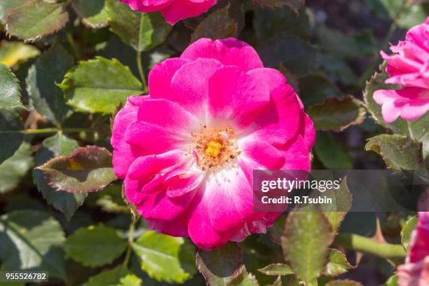 pink rosa dumalis. this is a flower, wild rose - glaucous stock-fotos und bilder