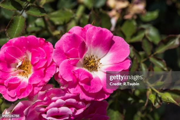 pink rosa dumalis. this is a flower, wild rose - glaucos stock pictures, royalty-free photos & images