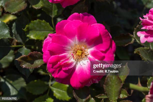 pink rosa dumalis. this is a flower, wild rose - glaucos stock pictures, royalty-free photos & images