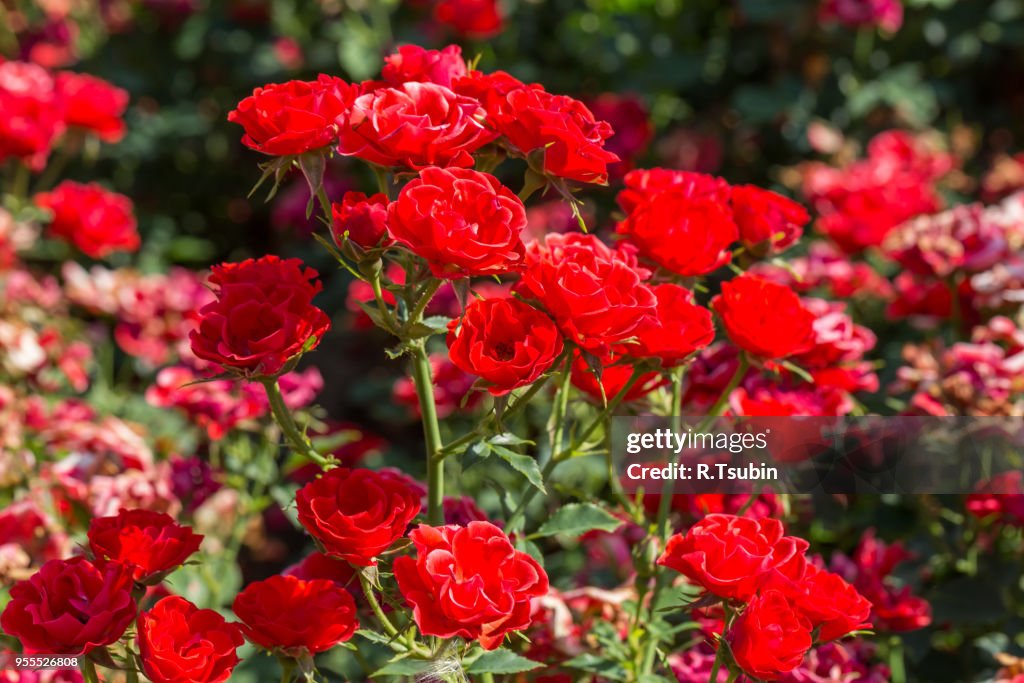 Sunny Red Roses Red Roses On Sunny Sky Background In The Garden High-Res Stock Photo ...