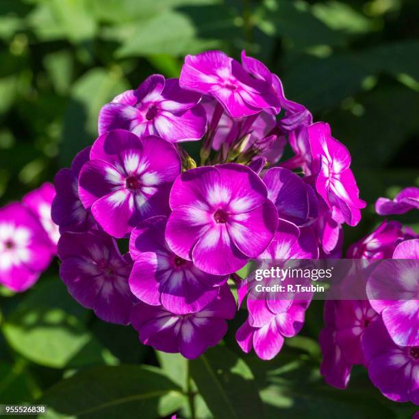 phlox paniculata (garden phlox) in bloom on the sunny day - raceme stock pictures, royalty-free photos & images