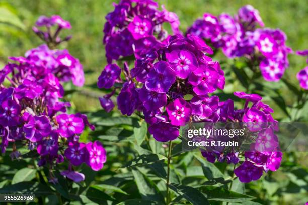 phlox paniculata (garden phlox) in bloom on the sunny day - blütentraube stock-fotos und bilder