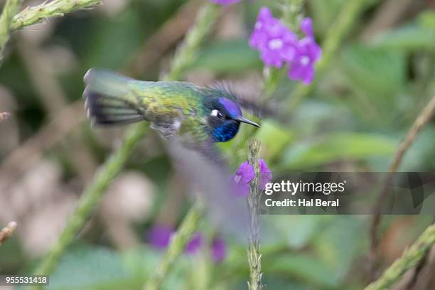 violet-headed hummingbird flying with flowers - violet headed hummingbird stock pictures, royalty-free photos & images