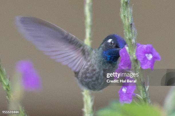 violet-headed hummingbird feeding on flower - violet headed hummingbird stock pictures, royalty-free photos & images