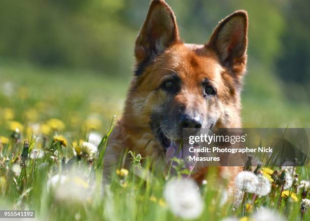 ten year old male german shepherd. - stroud gloucestershire stock pictures, royalty-free photos & images