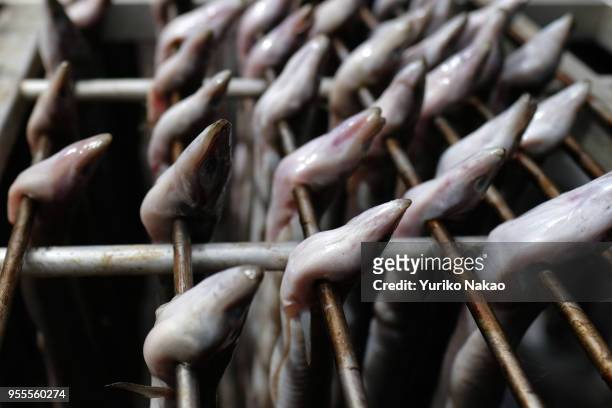 Eels are being smoked during a celebration of the Koningsdag or the King's day April 27 in Katwijk, Netherlands. King's day is a national holiday,...