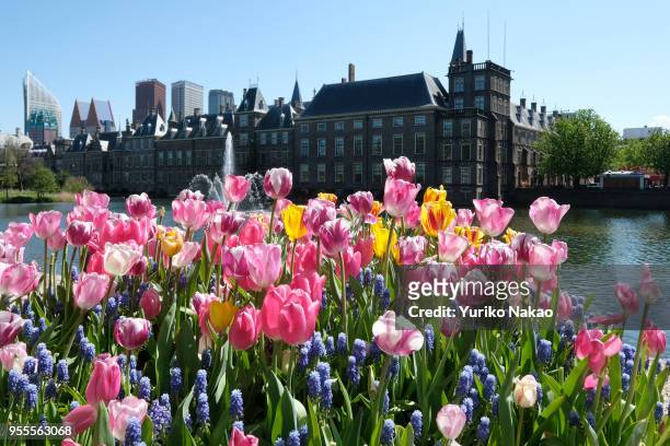 Tulips and muscalis bloom in front of the Binnenhof on May 3 in The Hague, Netherlands.