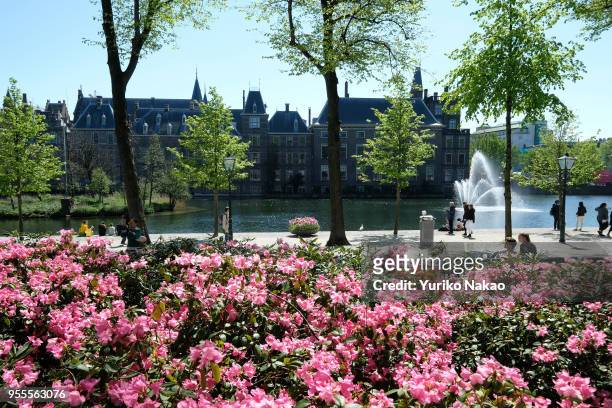 Azalea bloom in front of the Binnenhof on May 3 in The Hague, Netherlands.
