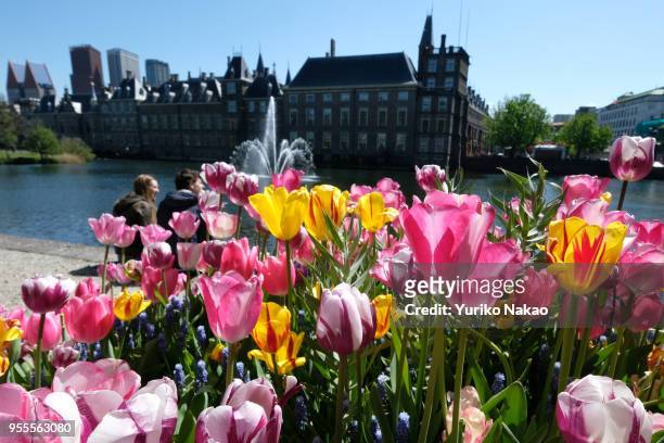 Tulips and muscalis bloom in front of the Binnenhof on May 3 in The Hague, Netherlands.