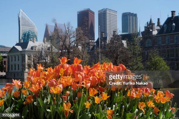Tulips bloom in front of the Binnenhof against a backdrop of high-rise buildings on May 3 in The Hague, Netherlands.