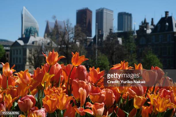 Tulips bloom against a backdrop of high-rise buildings on May 3 in The Hague, Netherlands.