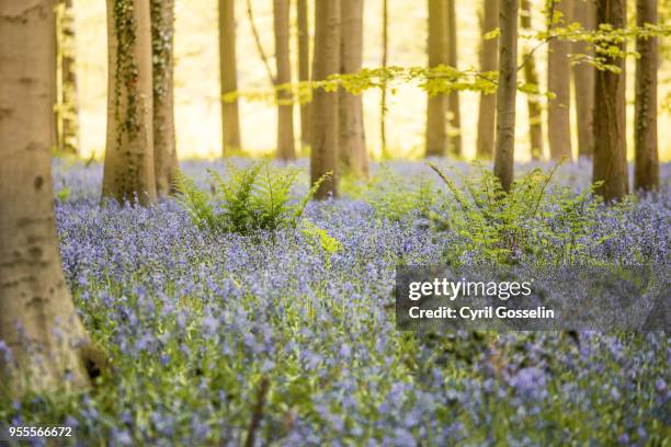 blooming bluebells in the hallerbos forest - farn stockfoto's en -beelden