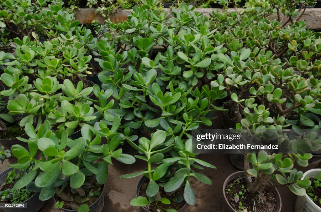 Jade plant in pots on sale (Crassula ovata), greenhouse