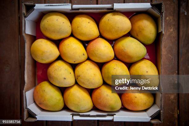 tray of mangoes - mangoes stock pictures, royalty-free photos & images