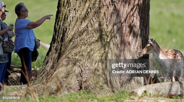 Deer stands in the sunshine behind a tree as people walk through Richmond Park in south west London on May 7, 2018. - Temperatures on Monday were...