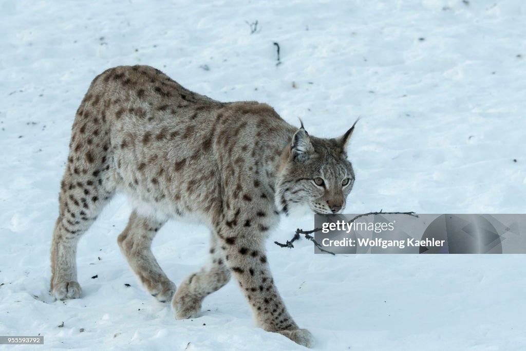 A Eurasian lynx (Lynx lynx) is walking in the snow at a...