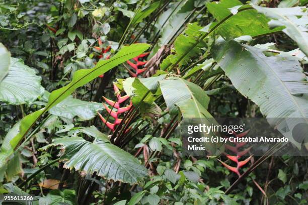 heliconias growing wild on venezuelan rainforest - alvarado minic stock pictures, royalty-free photos & images
