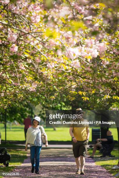 People look at cherry trees in blossom as they enjoy the warm and sunny weather in Greenwich Park, south London, on what is set to be the hottest May...