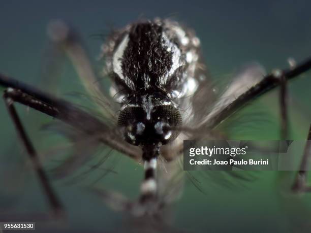 aedes aegypti mosquito head close-up - dengue fotografías e imágenes de stock
