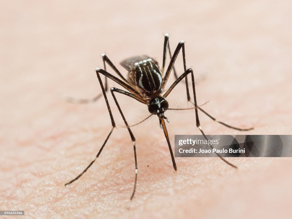 Aedes aegypti biting human skin