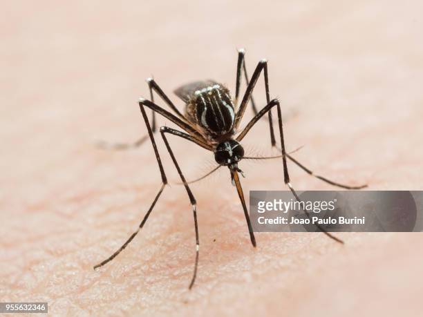 aedes aegypti biting human skin - dengue stock pictures, royalty-free photos & images
