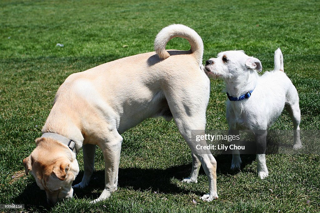 Dog sniffs dog