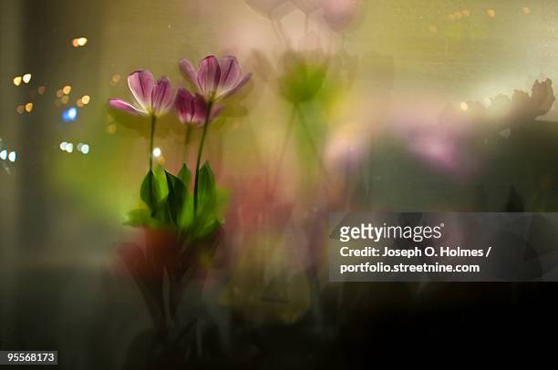 flowers in a frosted window - joseph o. holmes stock pictures, royalty-free photos & images