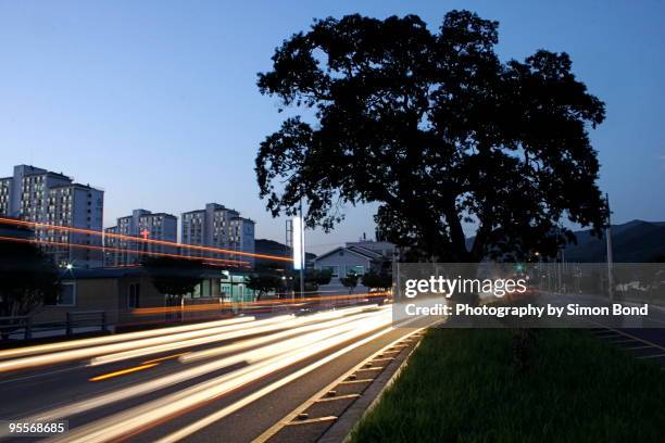 lonely tree - suncheon stock pictures, royalty-free photos & images