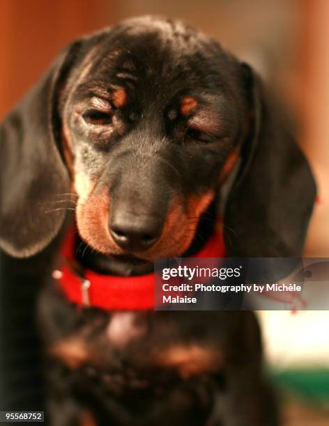 kaninchen teckel puppy swollen after vacccinations - kaninchen stock pictures, royalty-free photos & images