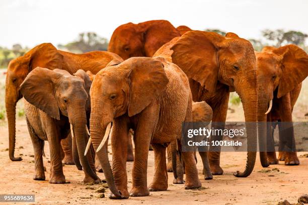 tsavo east african red elephants - attack - baby elephant stock pictures, royalty-free photos & images