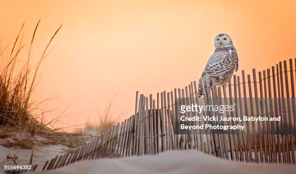 snowy owl perched on fence at sunrise at jones beach, long island - hempstead imagens e fotografias de stock