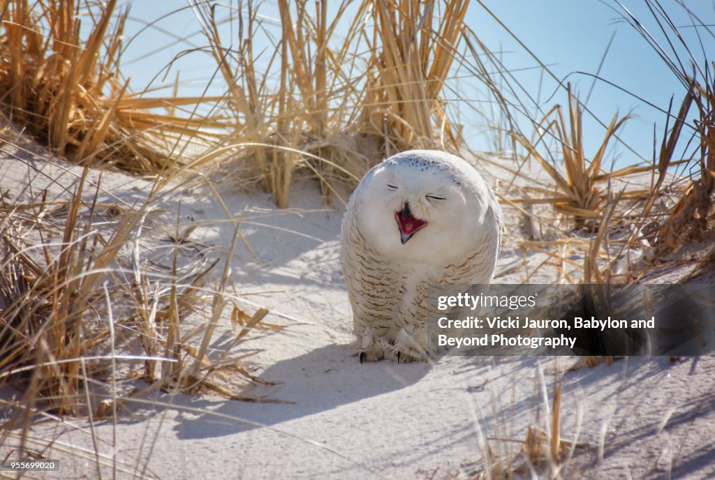 Snowy Owl With Mouth Open As If to Laugh at Jones Beach
