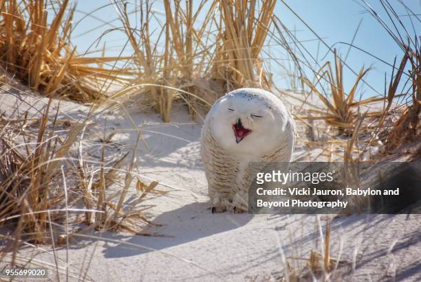 snowy owl with mouth open as if to laugh at jones beach - cute animals stock pictures, royalty-free photos & images