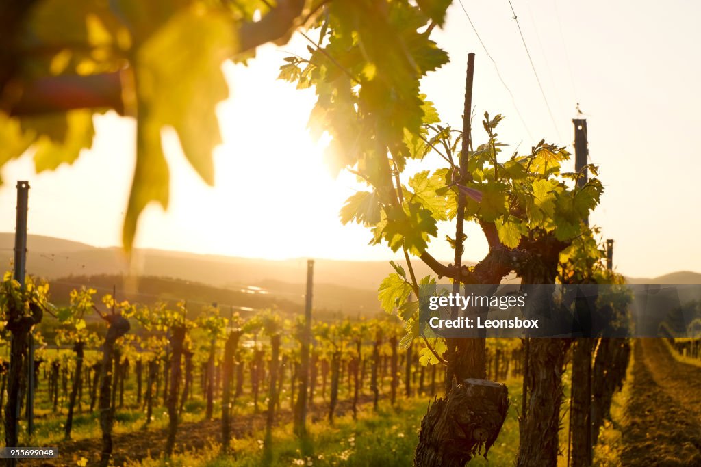 Viñedo en la zona vitícola austríaca famosa Kamptal (Langenlois), una Austria más baja