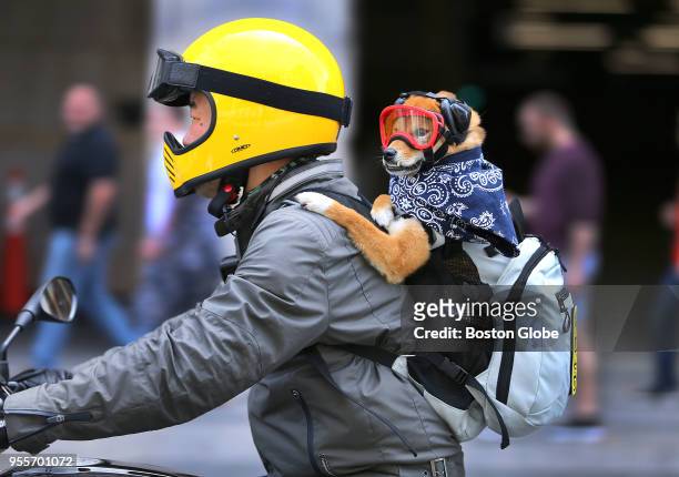 Sang Lee from Somerville rides his motorcycle down Boylston Street with his dog, Mango, holding on from a backpack in Boston on May 5, 2018. Mango, a...