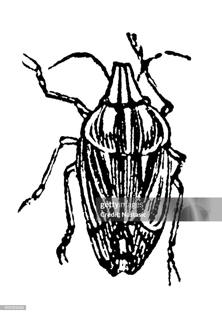Aelia acuminata, common name Bishop's Mitre, is a species of shield bug belonging to the family Pentatomidae