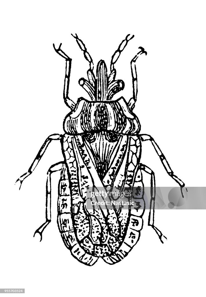 Aradus corticalis