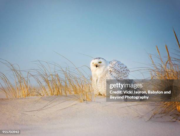 fluffing snowy owl in sand at sunrise at jones beach, long island - preening stock pictures, royalty-free photos & images