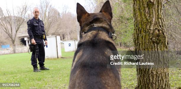 Derrick Gaudet is with the Police Dog Services works with his dog, Major who is sniffing out training samples . Major is crossed trained to hunt for...