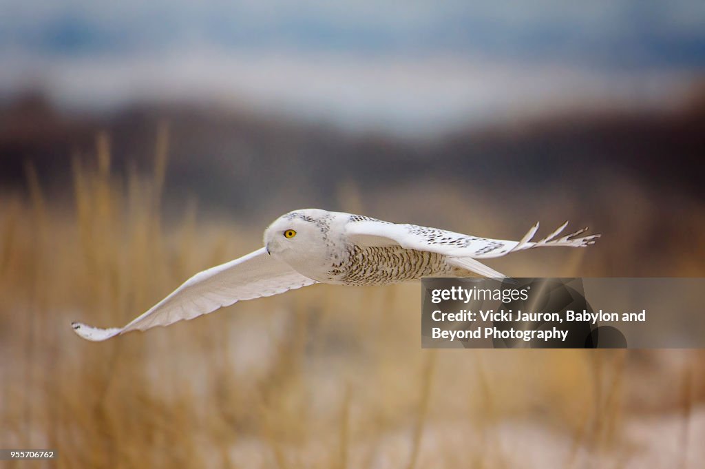 Snowy Owl Gliding Over Dunes at Jones Beach